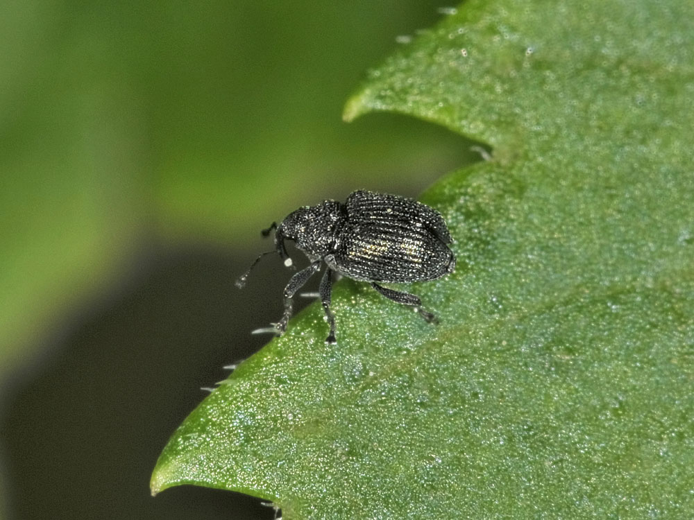 Mini Curculionidae - Ceutorhynchus sp.